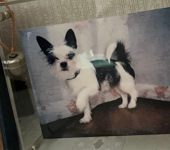 コクパーズ　羊毛フェルトオーダー