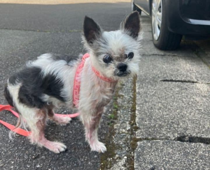 コクパーズ　羊毛フェルトオーダー