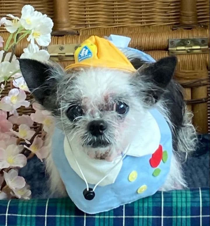 コクパーズ　羊毛フェルトオーダー