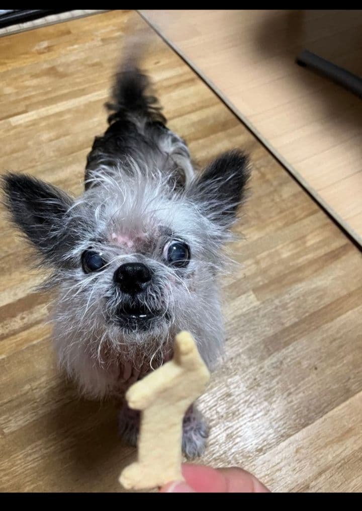 コクパーズ　羊毛フェルトオーダー