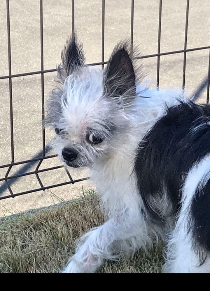 コクパーズ　羊毛フェルトオーダー