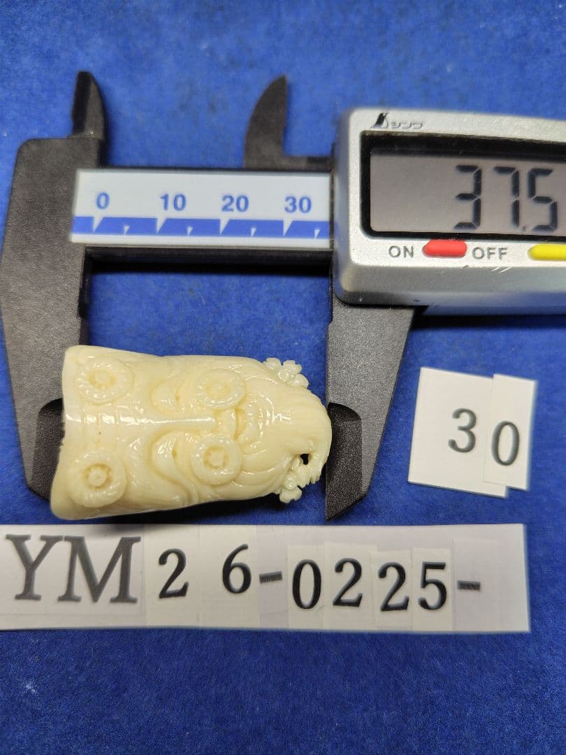 珊瑚 YM26-0225- 30 四国高知沖産 ループタイ