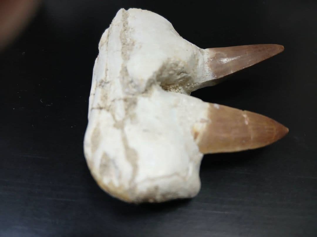 超希少　モロッコ産 実物 大型カルカロドントサウルスの希少な連歯茎付き