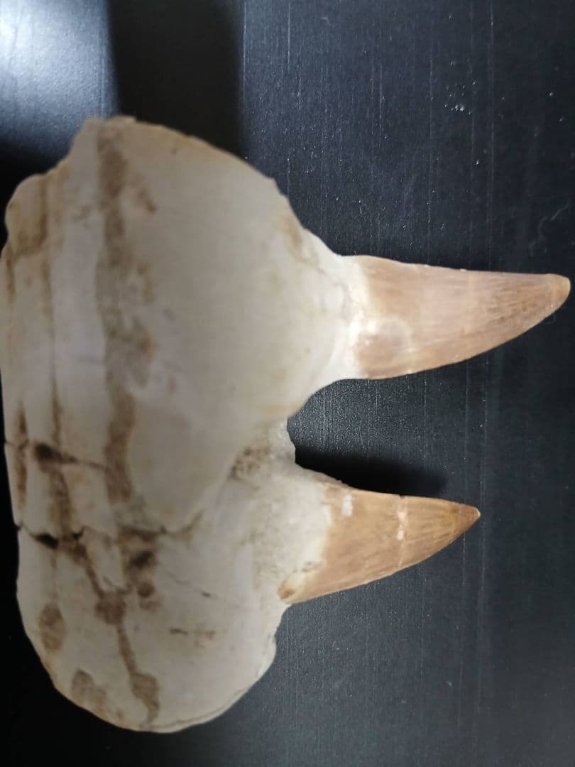 超希少　モロッコ産 実物 大型カルカロドントサウルスの希少な連歯茎付き