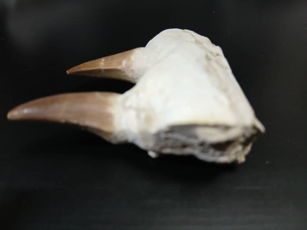 超希少　モロッコ産 実物 大型カルカロドントサウルスの希少な連歯茎付き