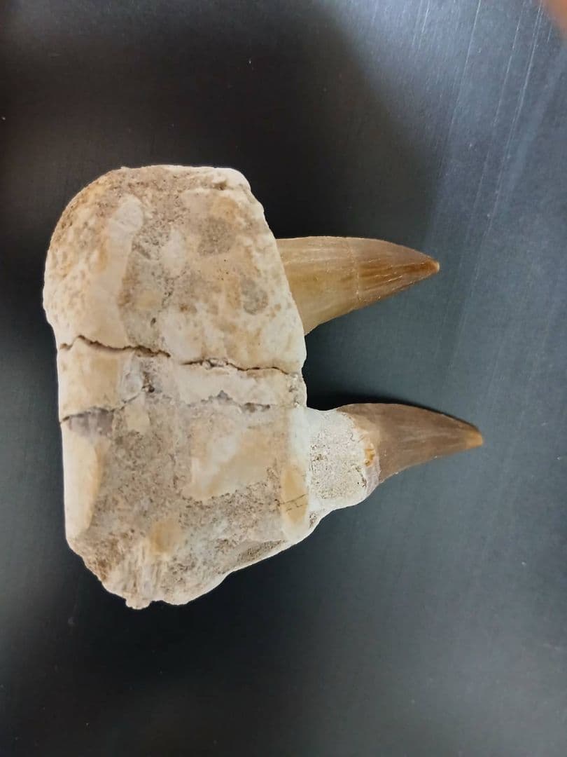 超希少　モロッコ産 実物 大型カルカロドントサウルスの希少な連歯茎付き