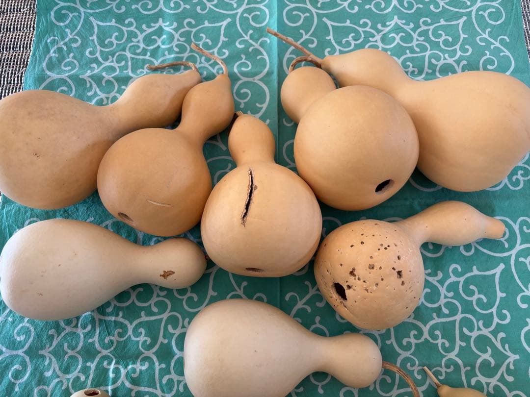 乾燥ひょうたん　11〜26センチ　22個