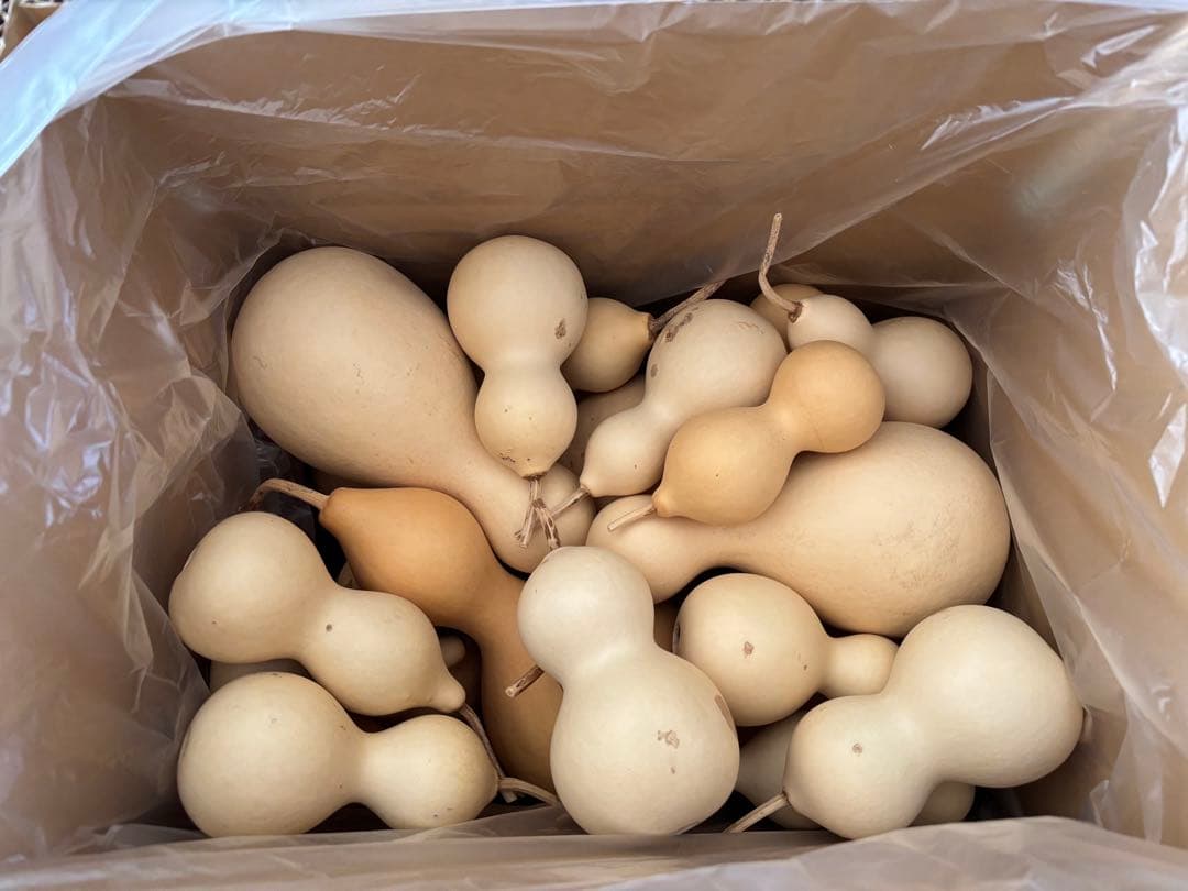 乾燥ひょうたん　11〜26センチ　22個