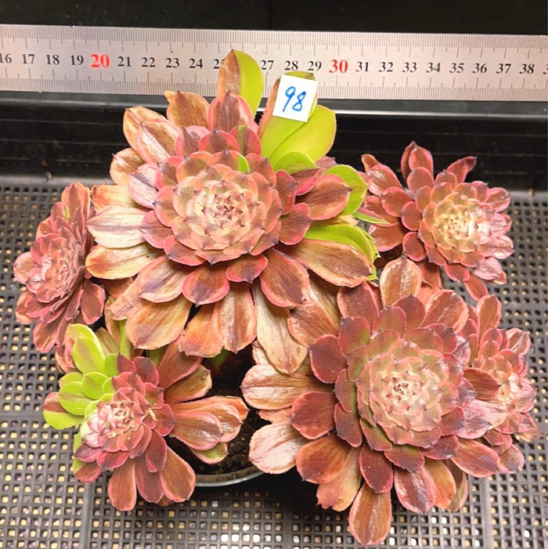 98#多肉植物アエオニウム錦❤️花顏ピンクディジー❤️7頭23cm 鉢土付き