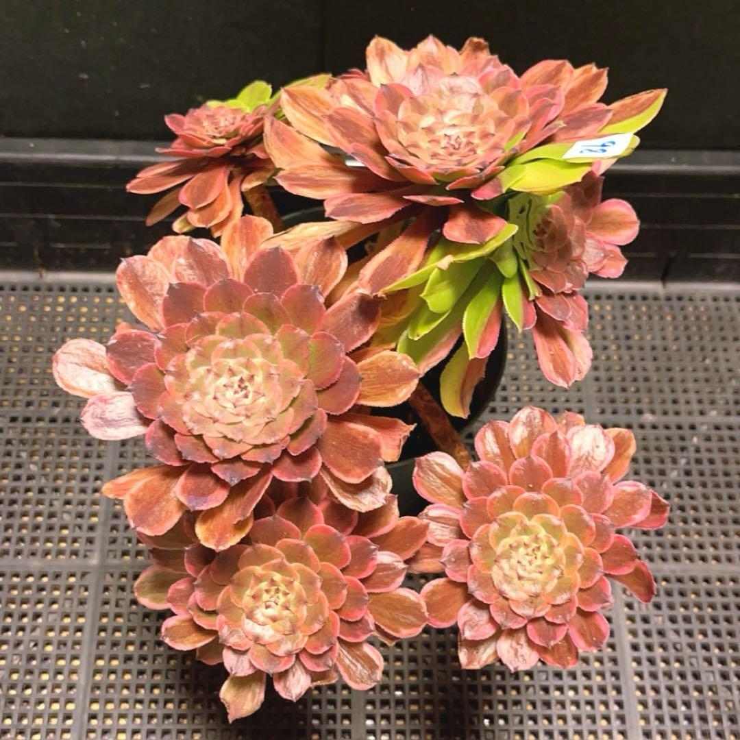 98#多肉植物アエオニウム錦❤️花顏ピンクディジー❤️7頭23cm 鉢土付き
