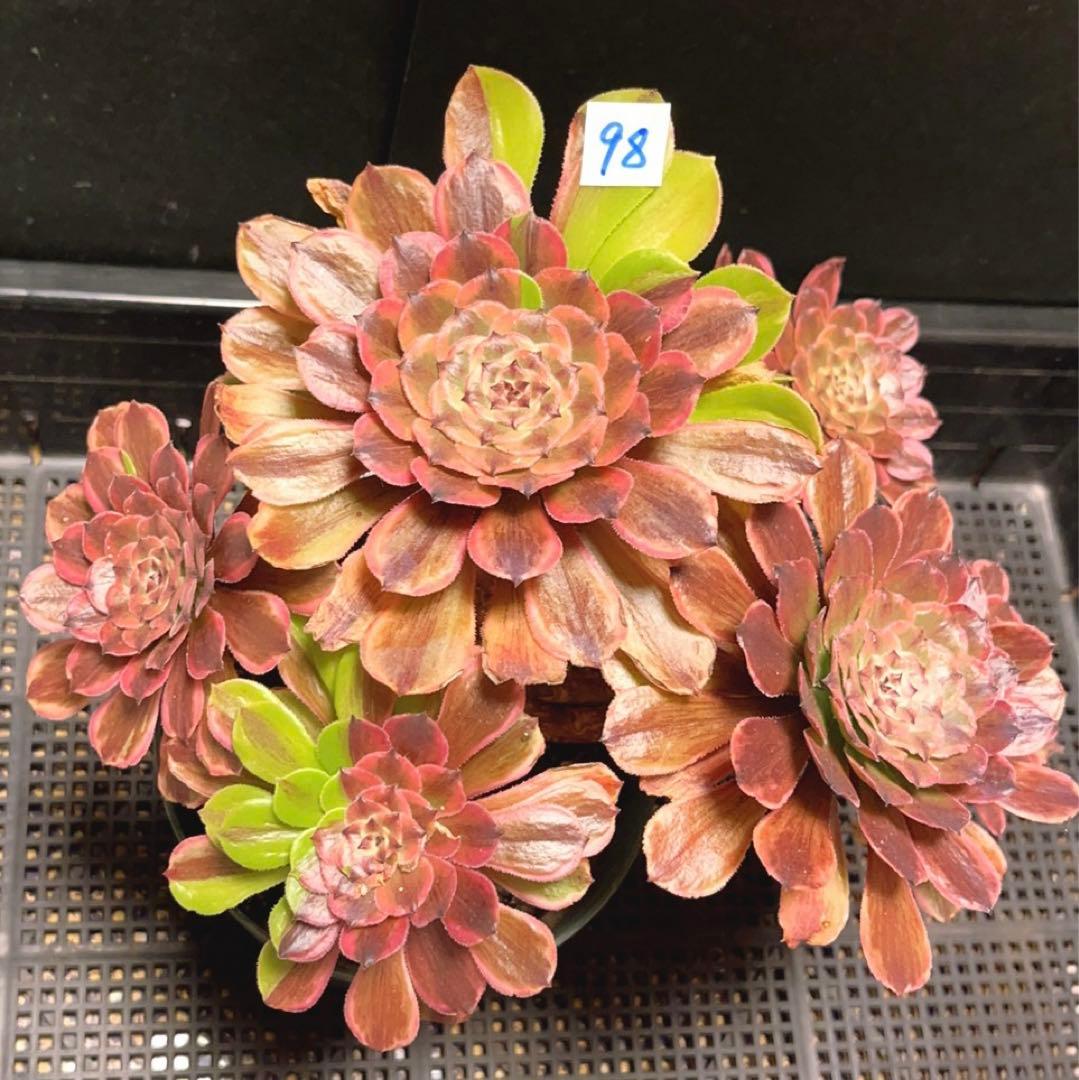 98#多肉植物アエオニウム錦❤️花顏ピンクディジー❤️7頭23cm 鉢土付き
