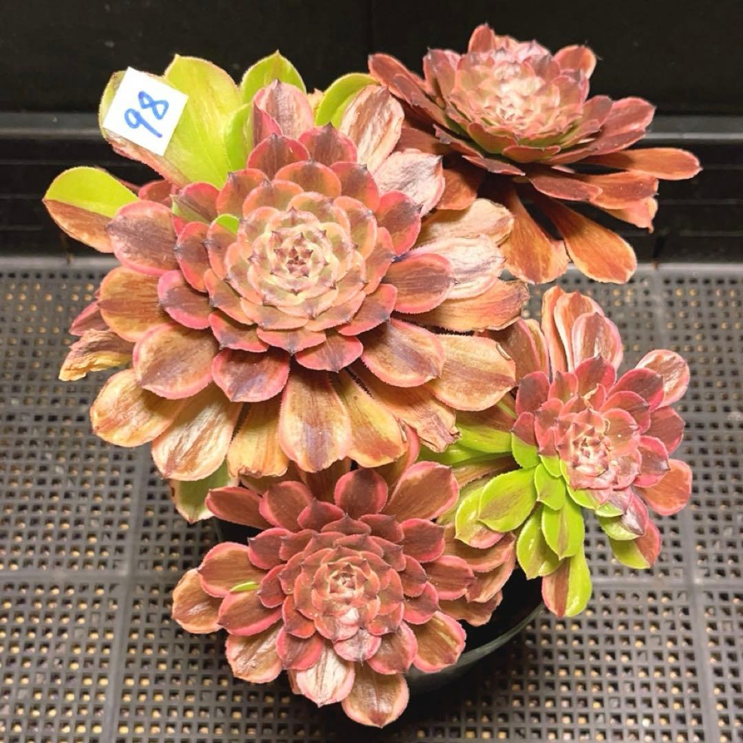 98#多肉植物アエオニウム錦❤️花顏ピンクディジー❤️7頭23cm 鉢土付き