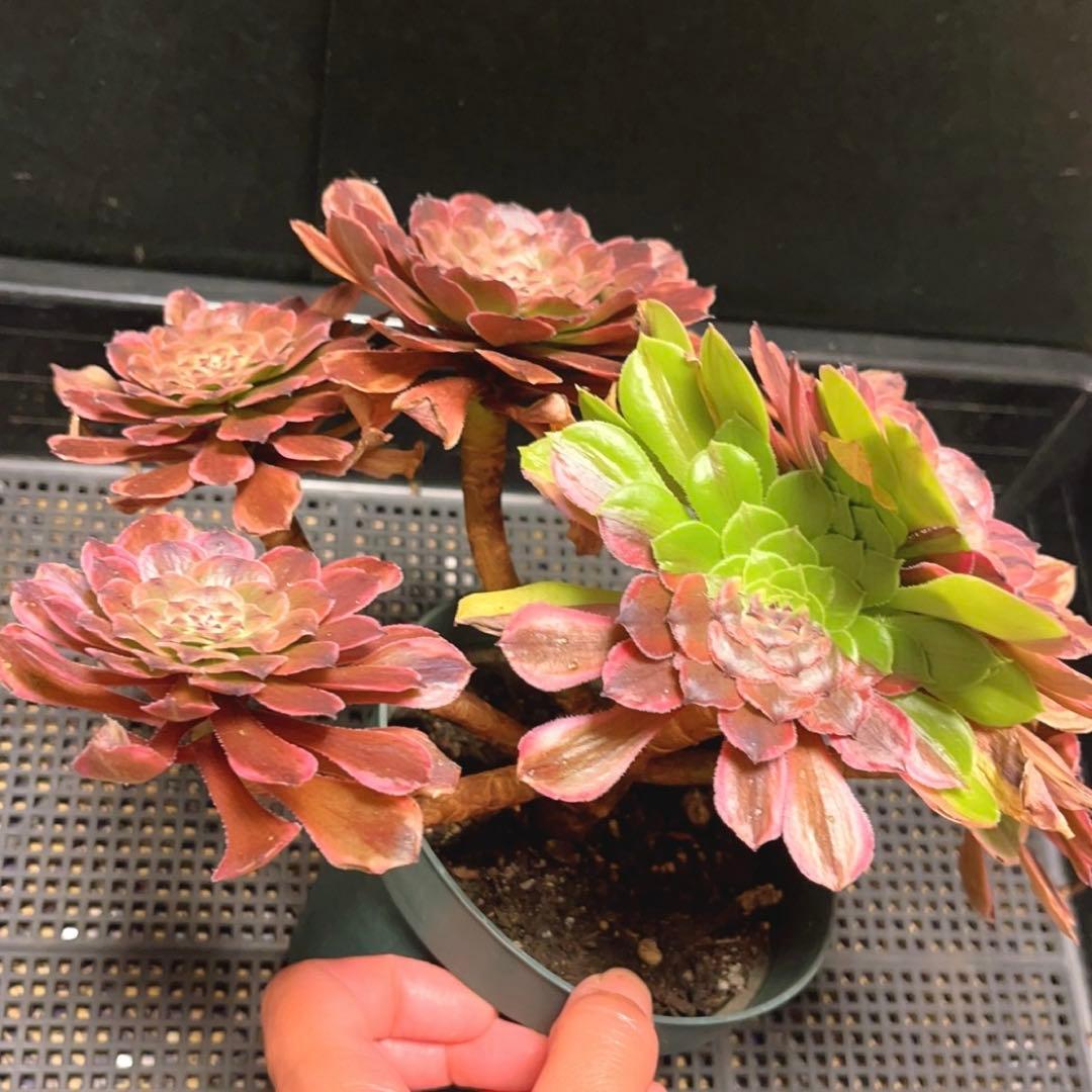 98#多肉植物アエオニウム錦❤️花顏ピンクディジー❤️7頭23cm 鉢土付き