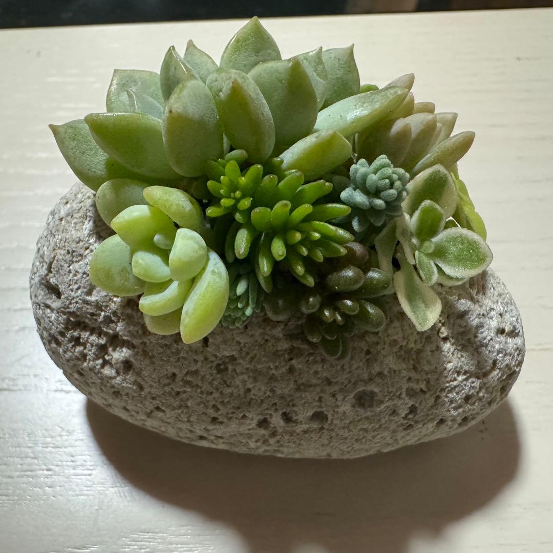 多肉植物 寄せ植え 軽石鉢 エケベリア セダム ネルソル なし ロックガーデン