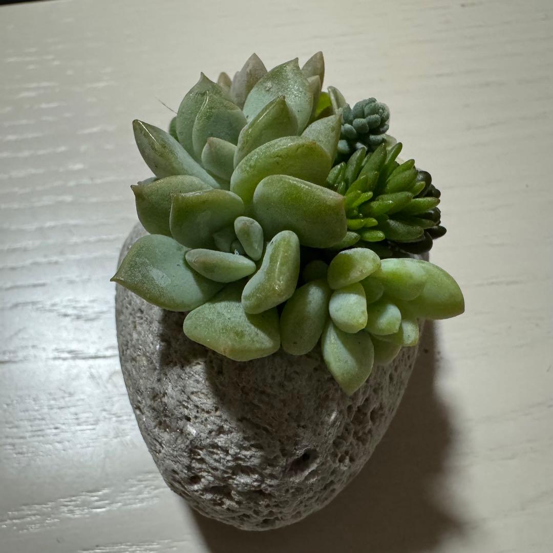 多肉植物 寄せ植え 軽石鉢 エケベリア セダム ネルソル なし ロックガーデン