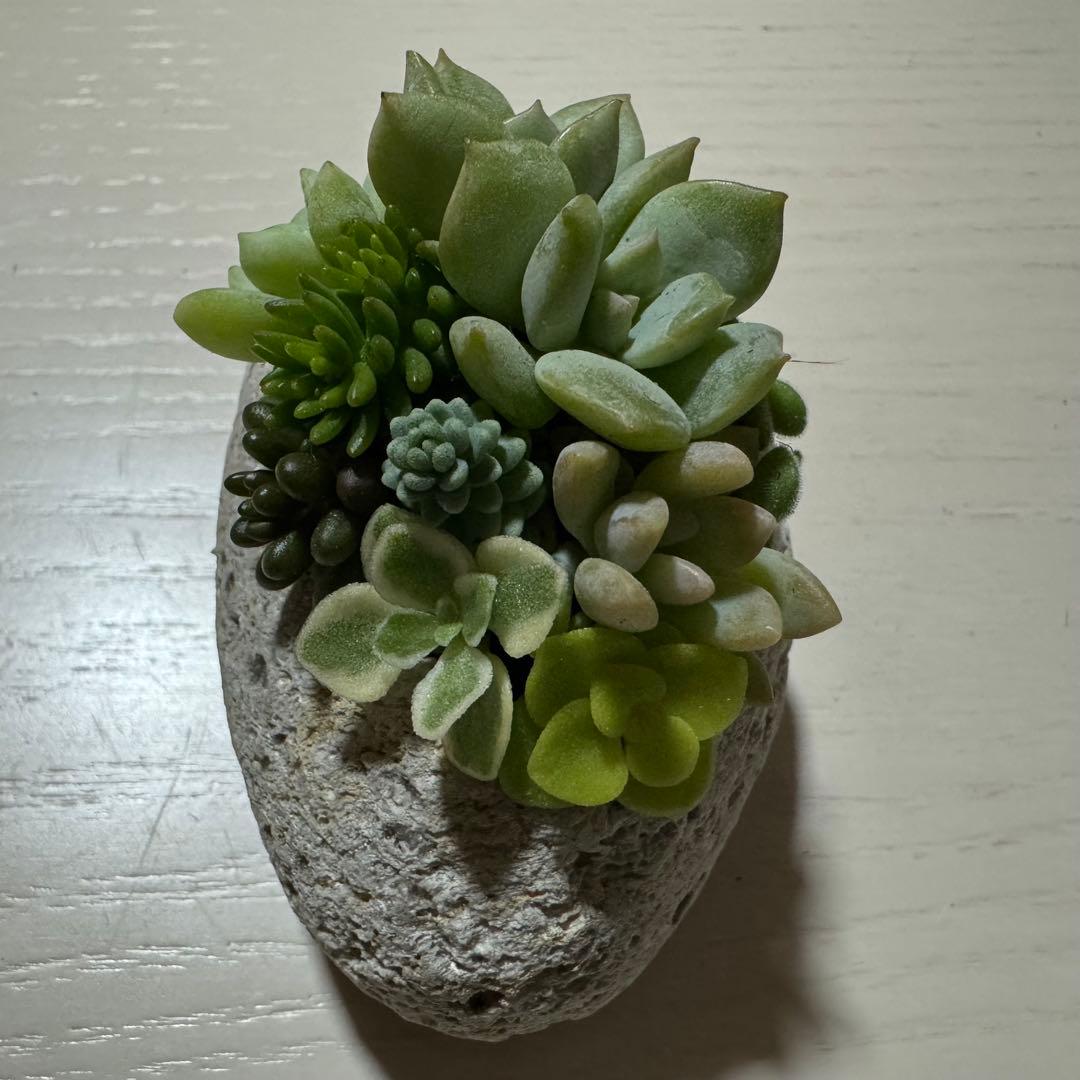 多肉植物 寄せ植え 軽石鉢 エケベリア セダム ネルソル なし ロックガーデン