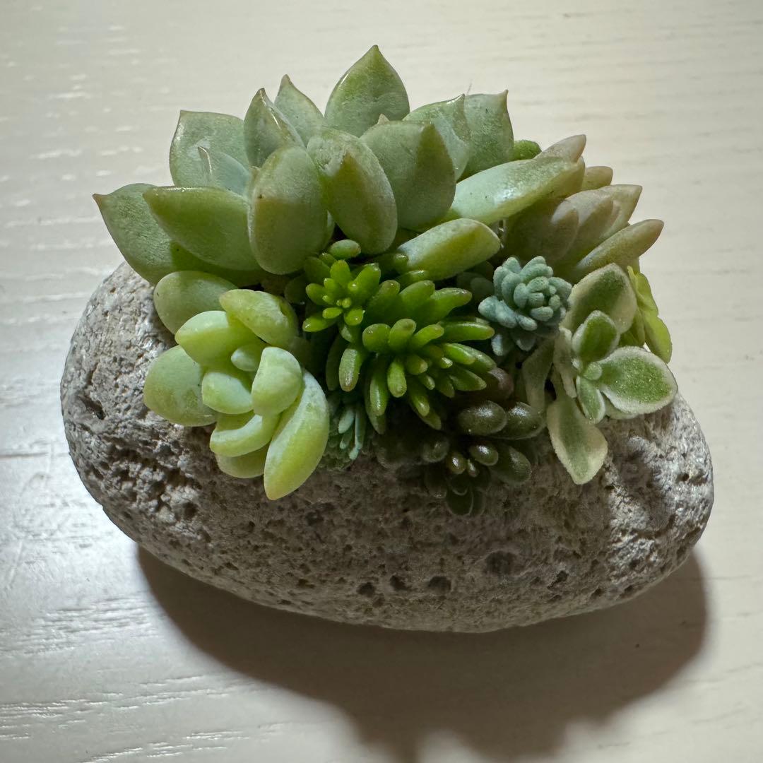 多肉植物 寄せ植え 軽石鉢 エケベリア セダム ネルソル なし ロックガーデン