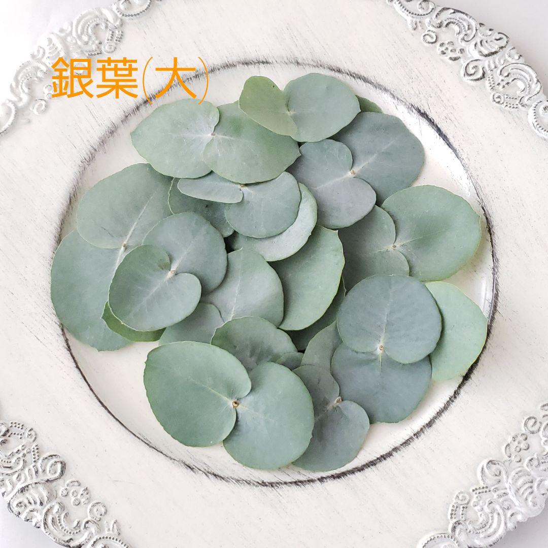 ユーカリ4種類　リーフシャワー