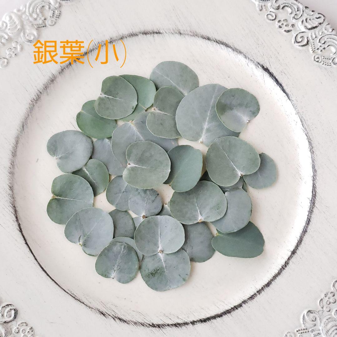 ユーカリ4種類　リーフシャワー