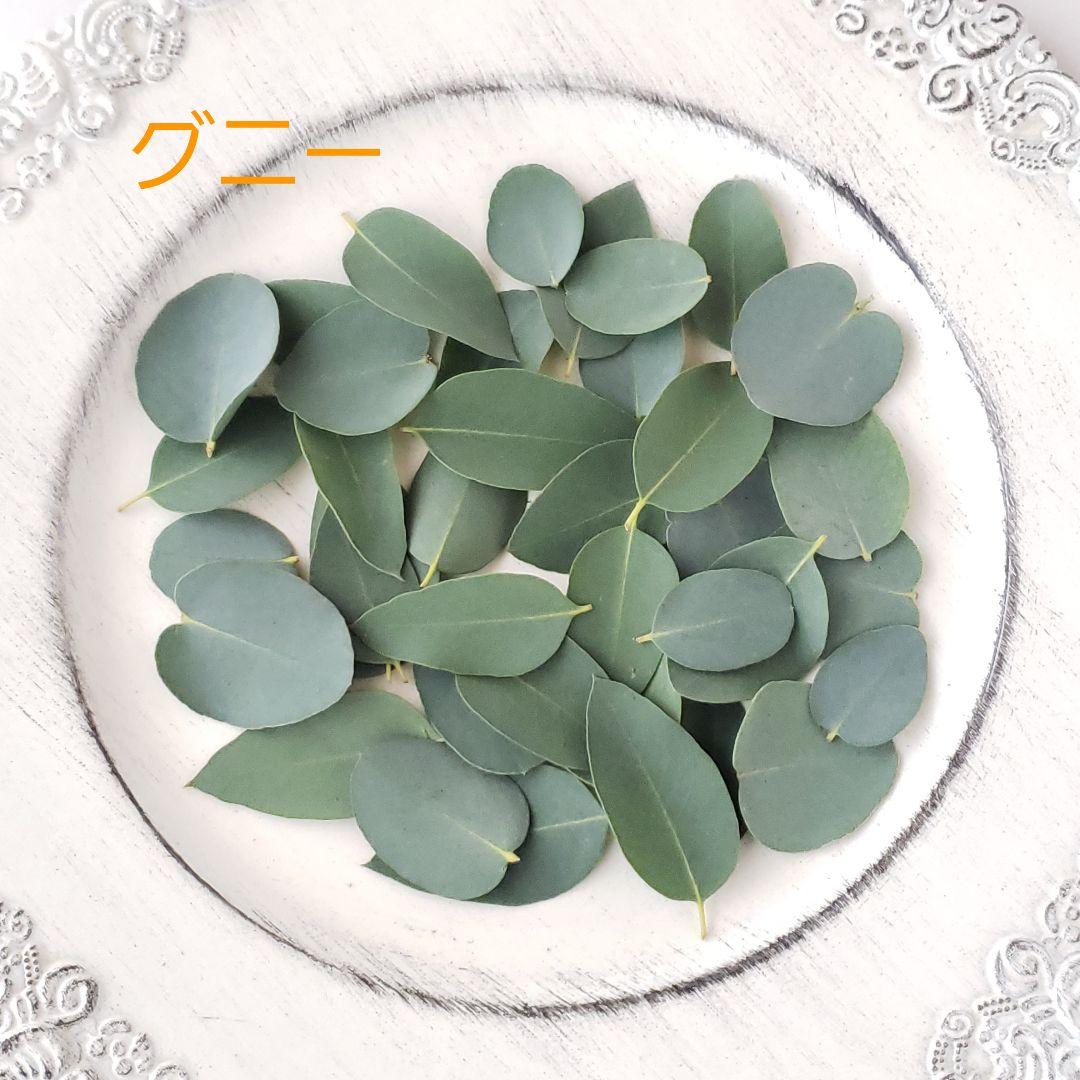 ユーカリ4種類　リーフシャワー