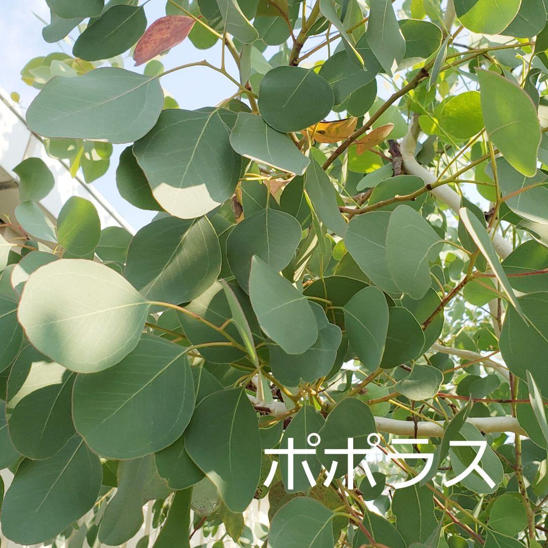 ユーカリ4種類　リーフシャワー