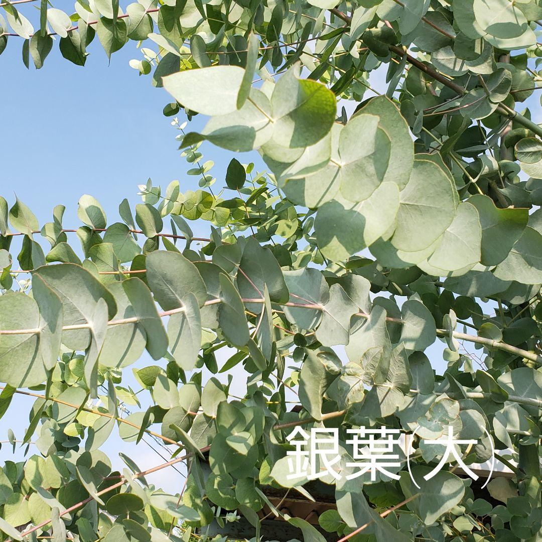 ユーカリ4種類　リーフシャワー