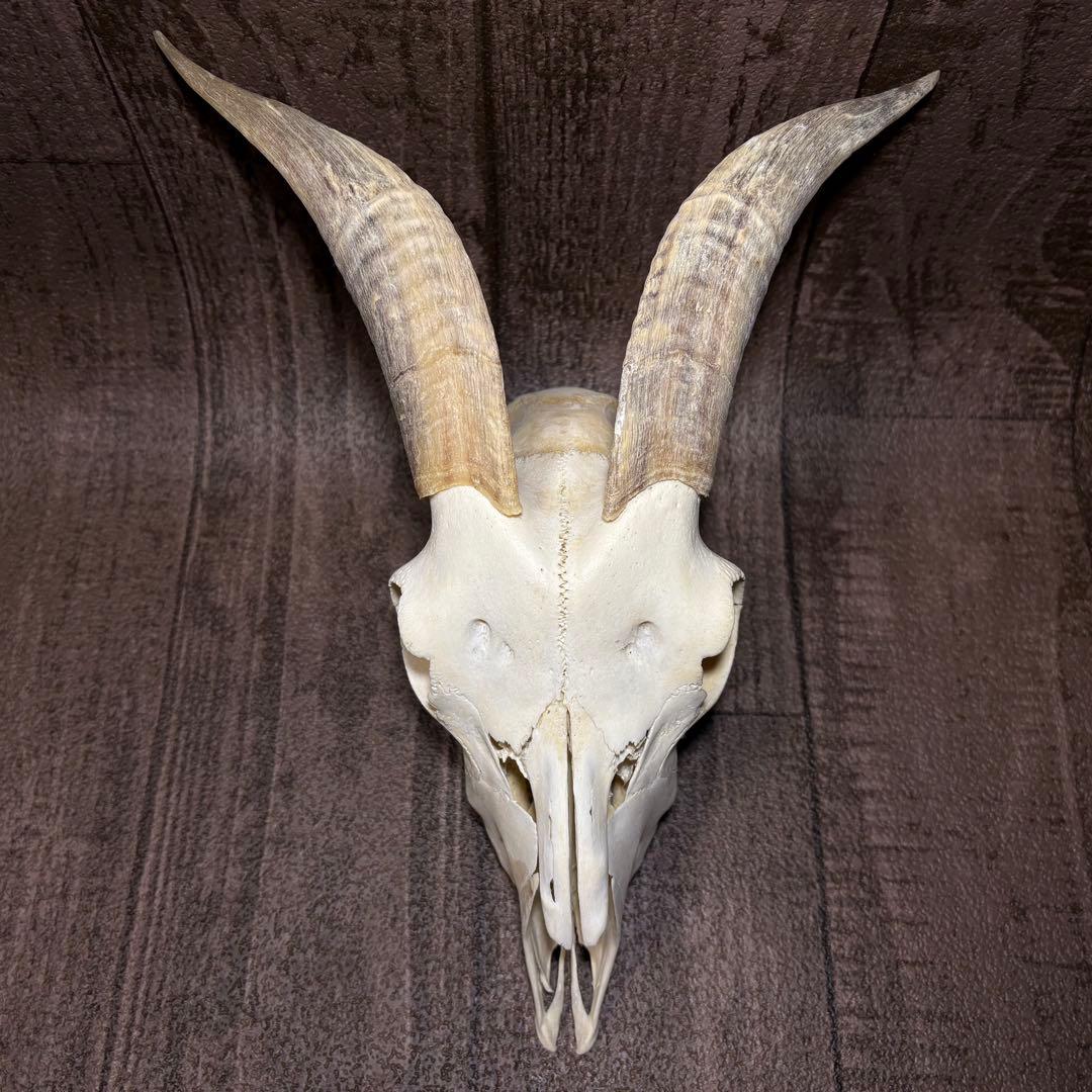 ヤギ 山羊 頭骨 頭蓋骨 骨格標本