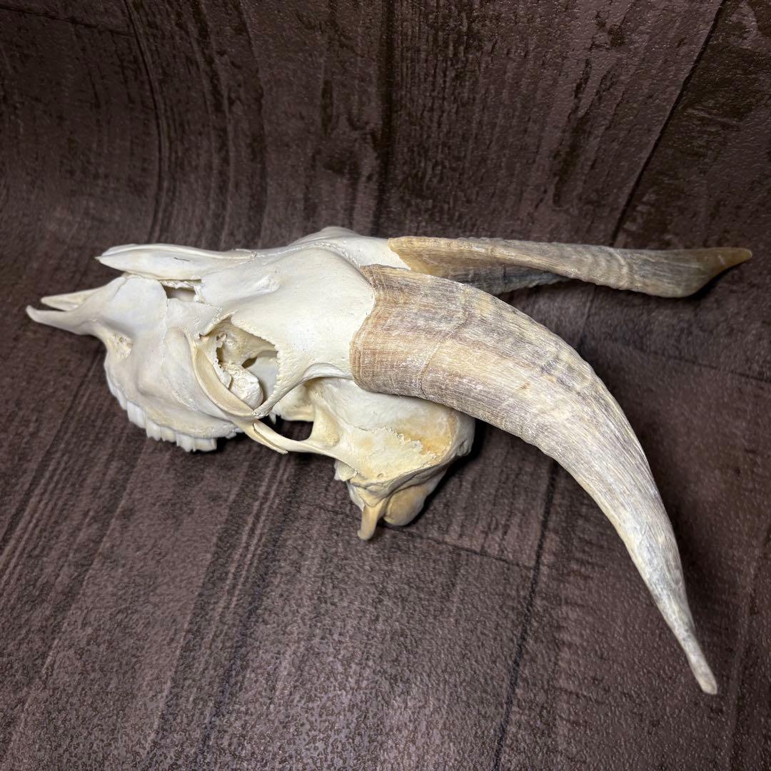 ヤギ 山羊 頭骨 頭蓋骨 骨格標本