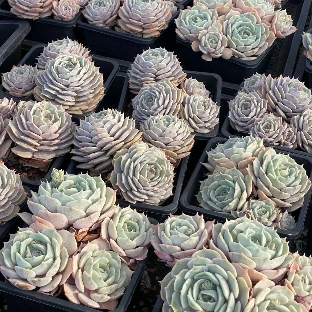 Top【選抜株】多肉植物　25397ローラ　10個　鉢無し/脱土