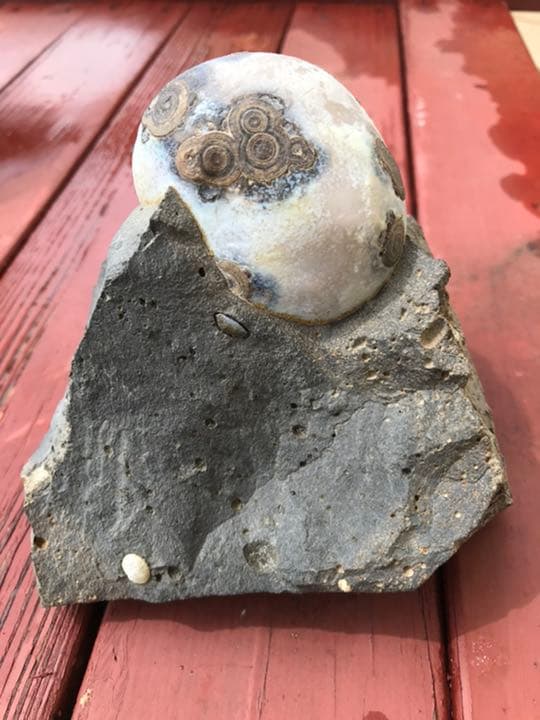 ゴビ石−624 ゴビ瑪瑙　原石　眼石　鉱物 標本