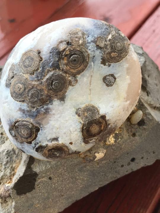 ゴビ石−624 ゴビ瑪瑙　原石　眼石　鉱物 標本