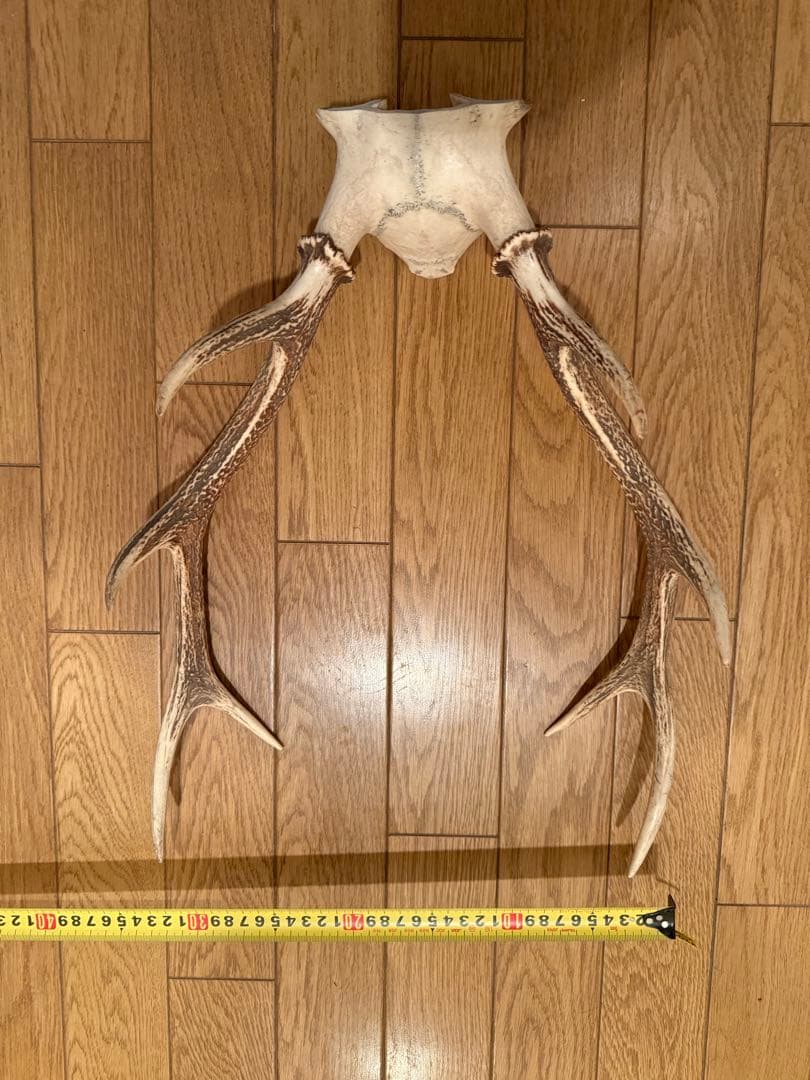 自然な形状の角 約30センチ