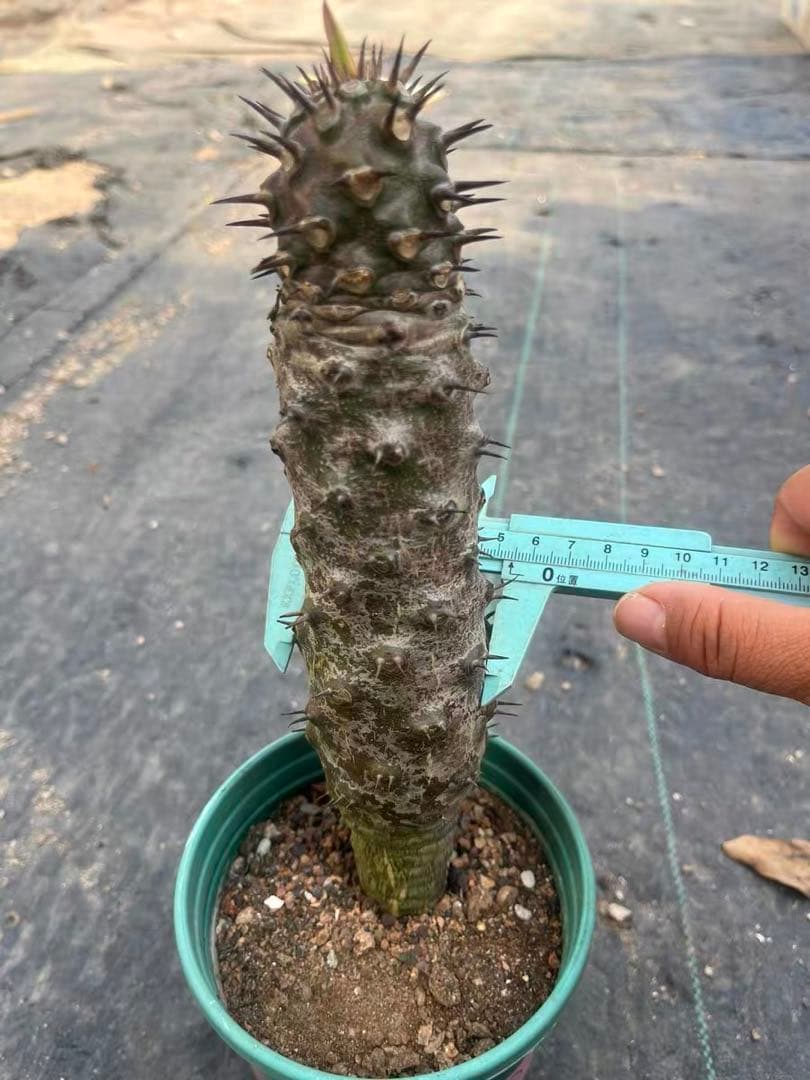 J*m様 ユーフォルビア パキポディオイデス 特選美株