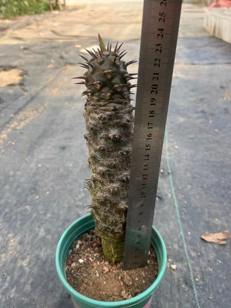 J*m様 ユーフォルビア パキポディオイデス 特選美株