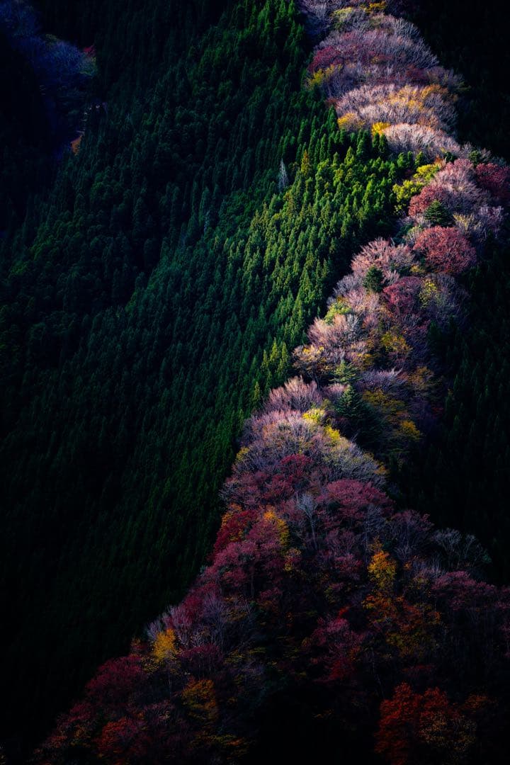 ソニー eマウント 50-400mm F/4.5-6.3 TAMRON