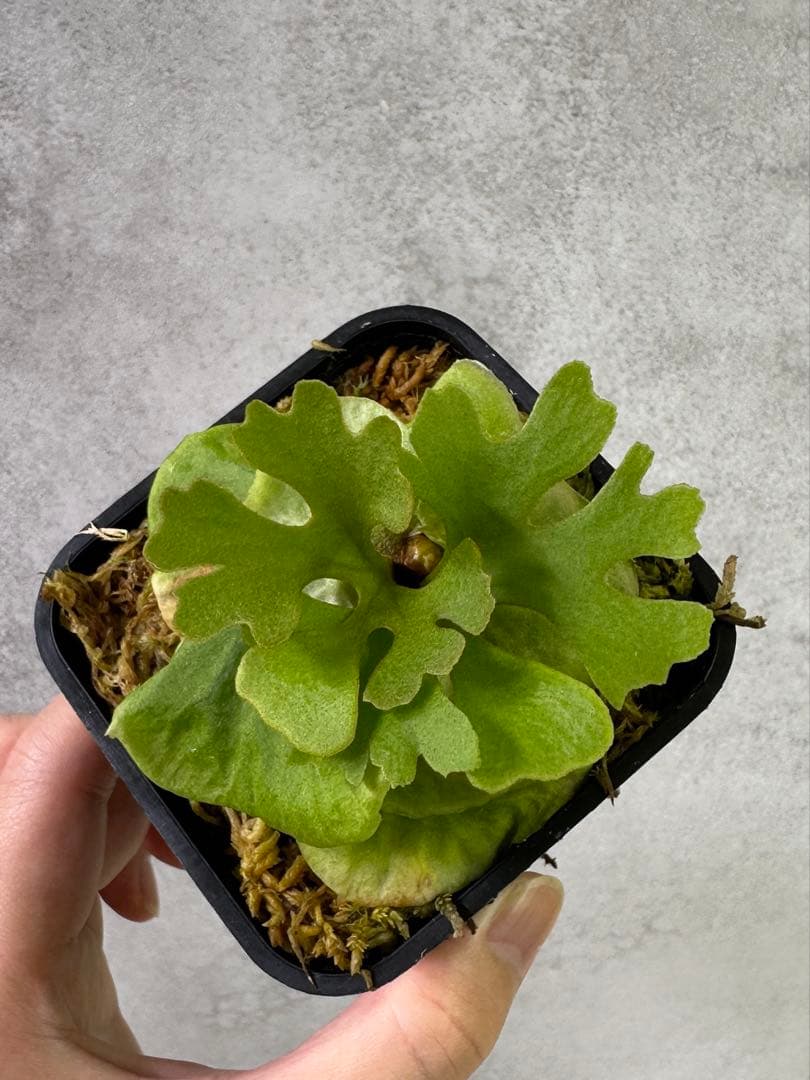 P. ridleyi (Dwarf Silver) リドレイドワーフ