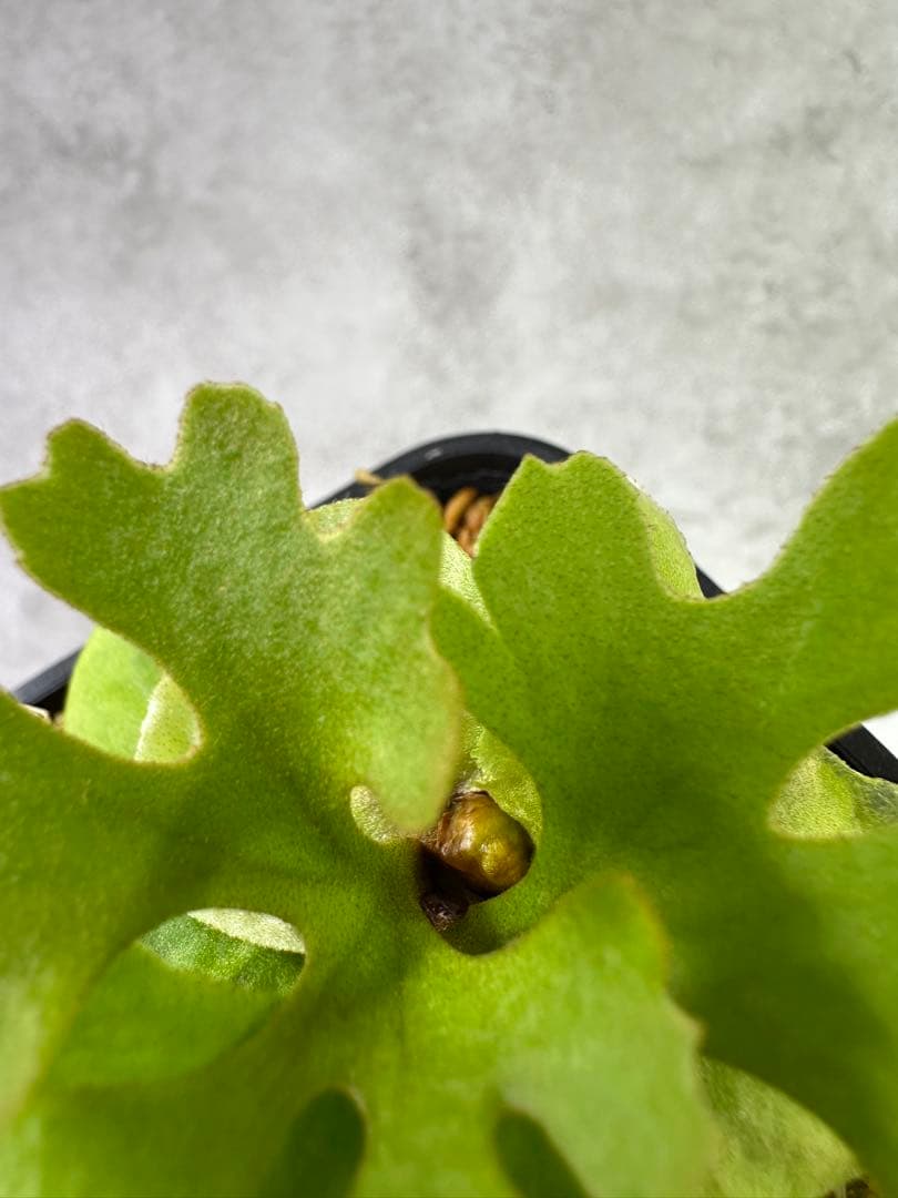 P. ridleyi (Dwarf Silver) リドレイドワーフ