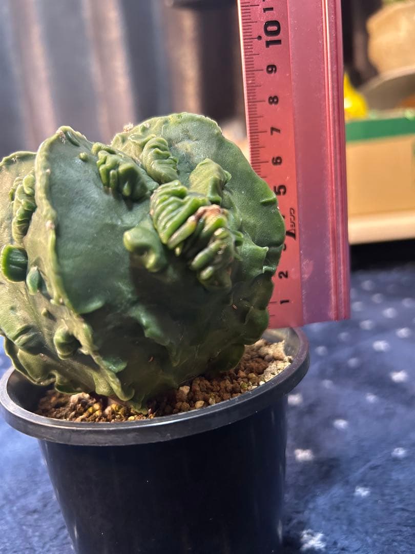 アストロフィツム　複隆ヘキラン　実生　大株　美株緑