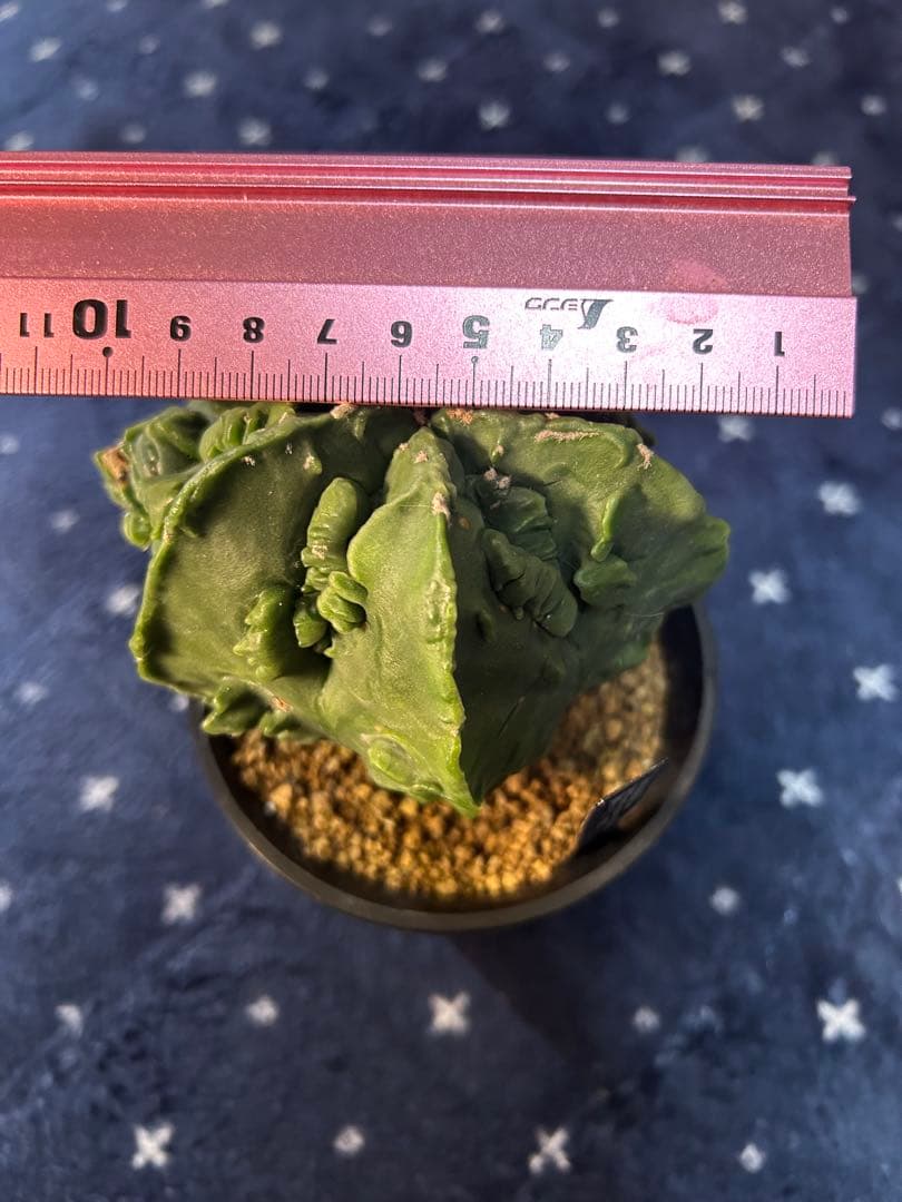 アストロフィツム　複隆ヘキラン　実生　大株　美株緑