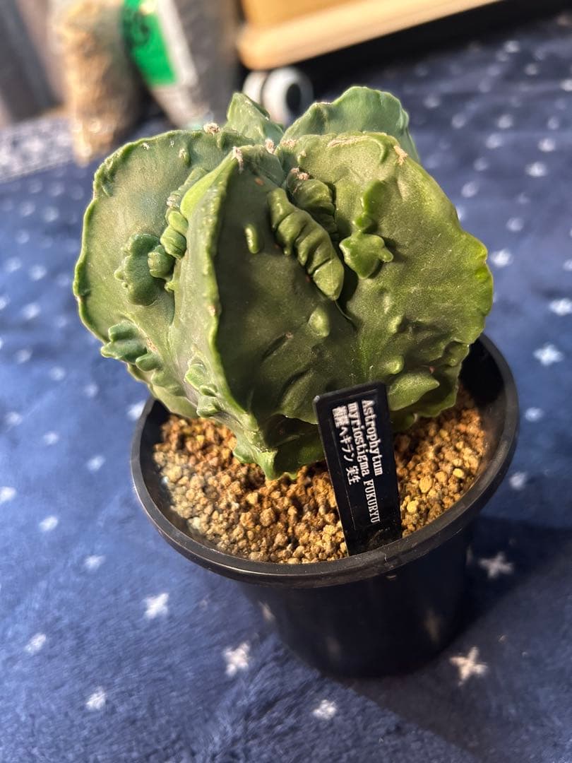 アストロフィツム　複隆ヘキラン　実生　大株　美株緑