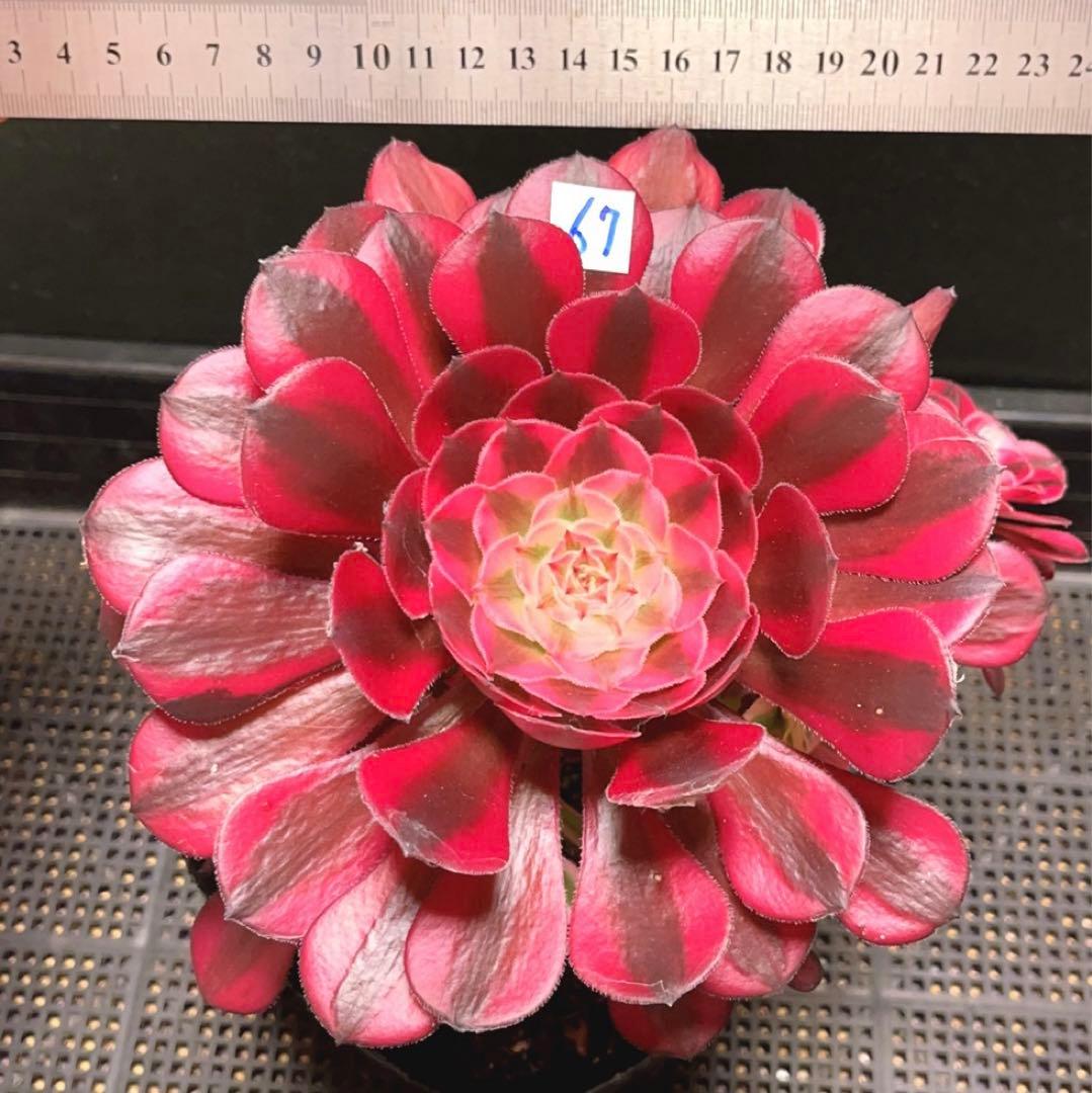 67#多肉植物アエオニウム錦❤️ガーネット白斑錦❤️1大頭9小頭22cm鉢土付き出荷