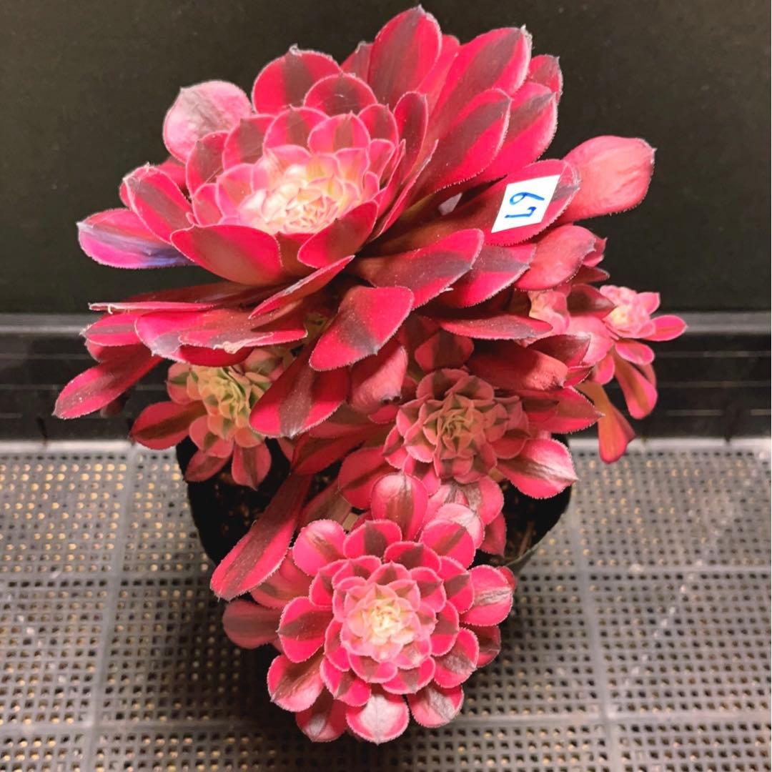 67#多肉植物アエオニウム錦❤️ガーネット白斑錦❤️1大頭9小頭22cm鉢土付き出荷