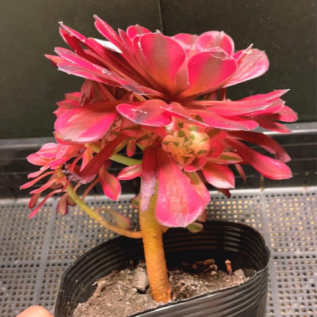 67#多肉植物アエオニウム錦❤️ガーネット白斑錦❤️1大頭9小頭22cm鉢土付き出荷