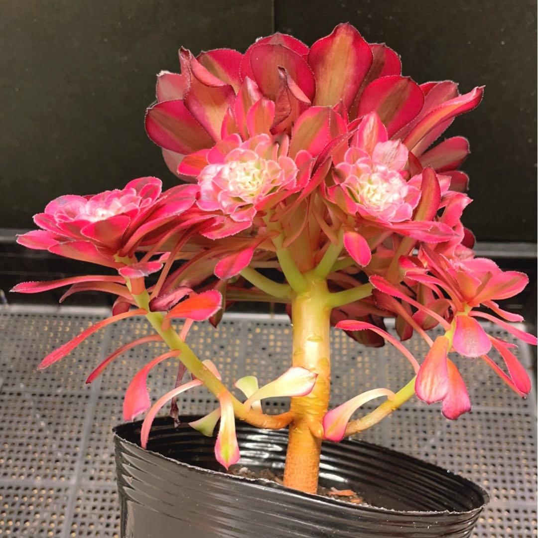 67#多肉植物アエオニウム錦❤️ガーネット白斑錦❤️1大頭9小頭22cm鉢土付き出荷