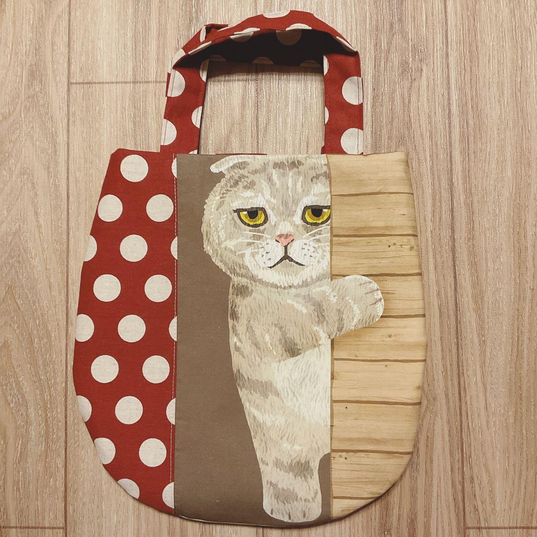 キラキラ⭐️　　ひょっこり猫