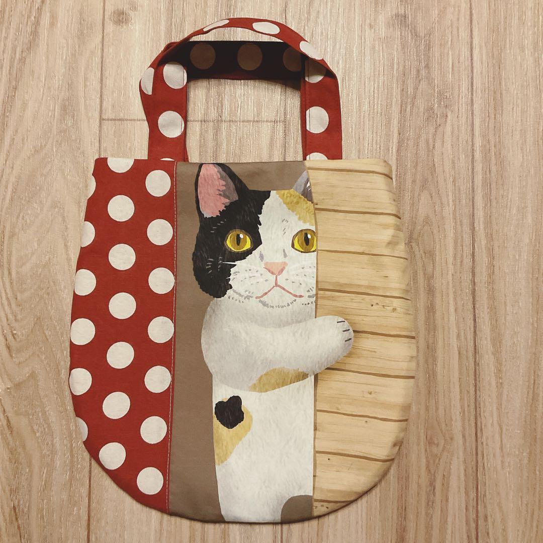 キラキラ⭐️　　ひょっこり猫