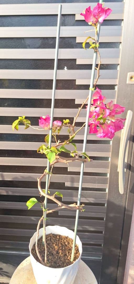 ブーゲンビリア　No105 らくらくメルカリ便発送‼️