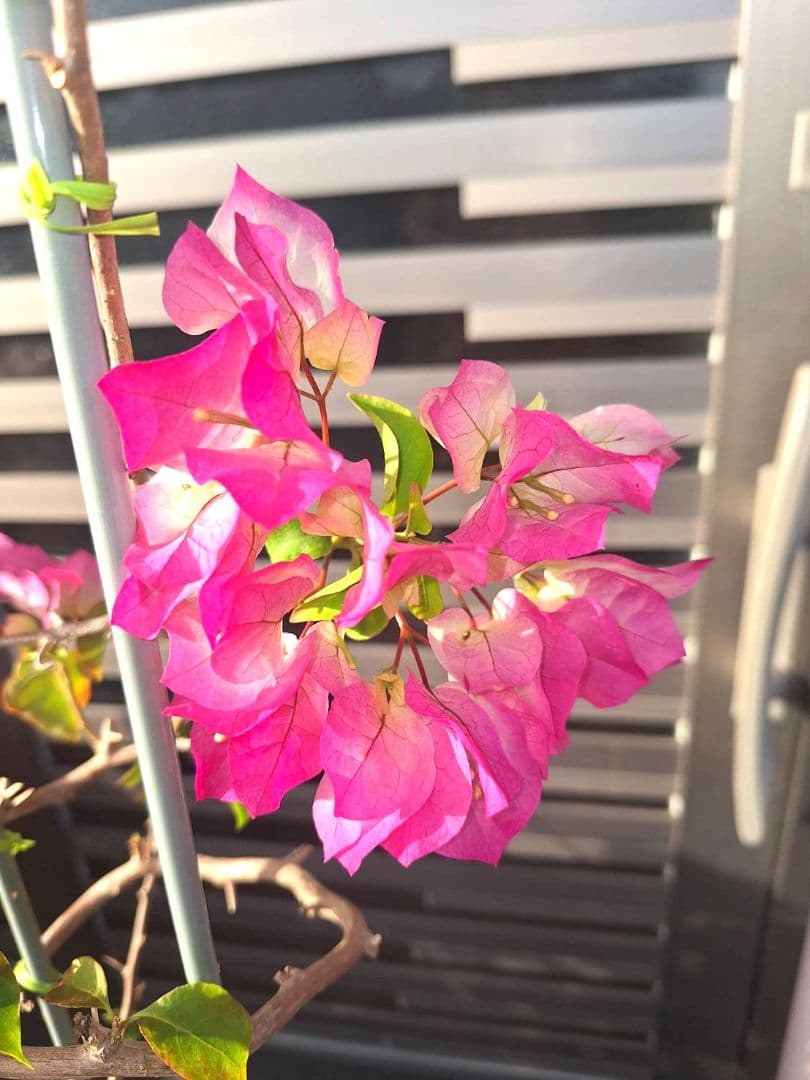ブーゲンビリア　No105 らくらくメルカリ便発送‼️