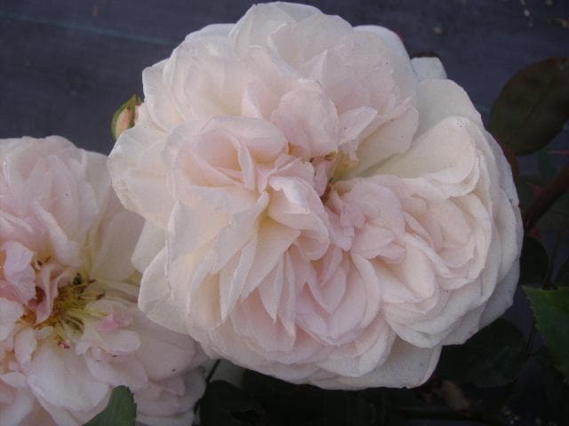 デイムプルーデンス　6号スリット　ER　芽接ぎ苗　イングリッシュローズ