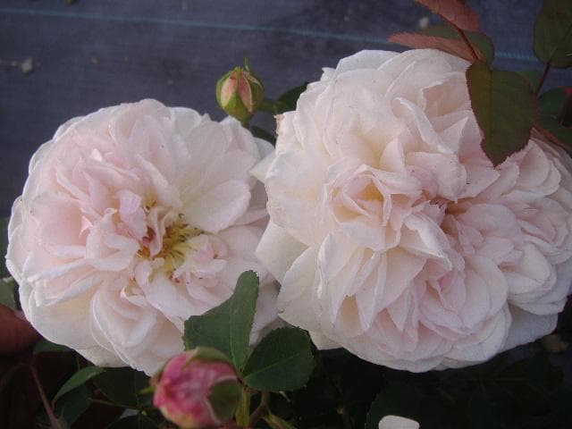 デイムプルーデンス　6号スリット　ER　芽接ぎ苗　イングリッシュローズ